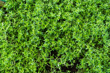 Piemontesischer Limonenthymian