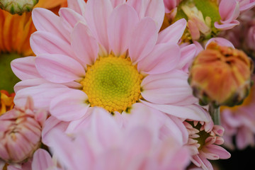 Colorful flowers chrysanthemum for background,Abstract,texture,Soft and Blurred style.postcard.