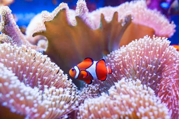 Tuinposter Clownvissen die in de koralen zwemmen. © Antonio Gravante