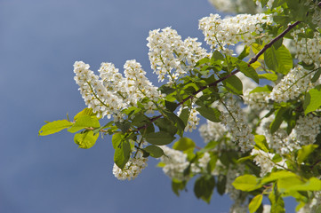 flowering branch cherry tree in the spring
