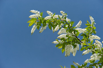 flowering branch cherry tree in the spring