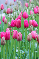 Vertical photo of beautiful pink tulips taken on a gloomy misty morning of a rainy day. White light. Raindrops on fuchsia petals. Rain. Holland tulips, Netherlands concept. Nature flowers
