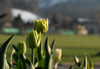 Green tulips