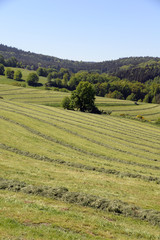 Fototapeta premium Gemähte Wiese