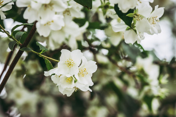 Fleurs blanches dans un arbre