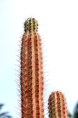 close up textured surface of red cactus flower in Aruba island