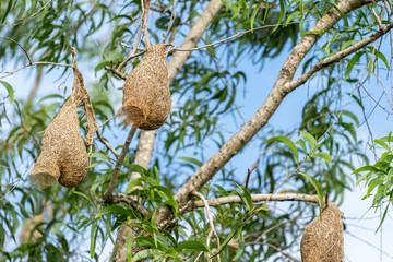 Many Weaver bird's nest hanging on the trees on a clear day And beautiful natural light.