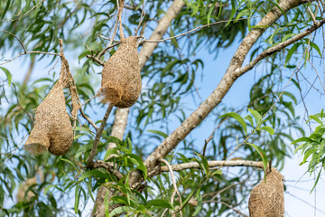 Fototapeta na wymiar Many Weaver bird's nest hanging on the trees on a clear day And beautiful natural light.