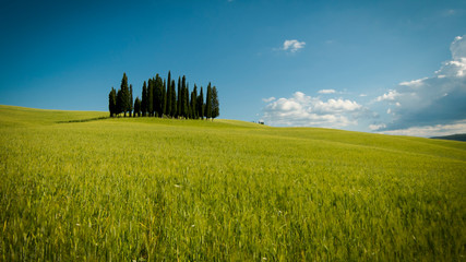 Plakat Cypress trees in the Val d'Orcia