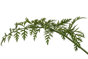 Green leafs of carrot, isolated on white background
