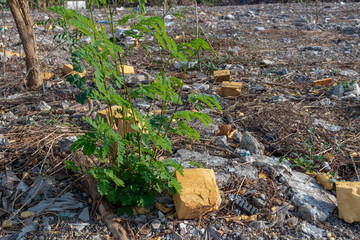 Yellow sponge garbage and plant on landfill.