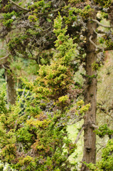Christmas tree branch with needles and small cones in the summer