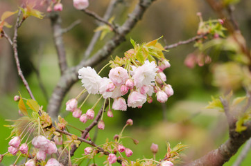 Beautiful Tree flowers background