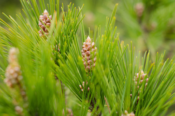 Green needles on a pine branch. Fresh bump on a pine branch. Natural fir background