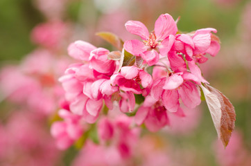 Beautiful Tree flowers background