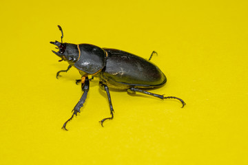  Hirschkäfer, Lucanus cervus