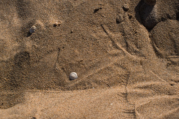 Fototapeta na wymiar A single shell in the sand