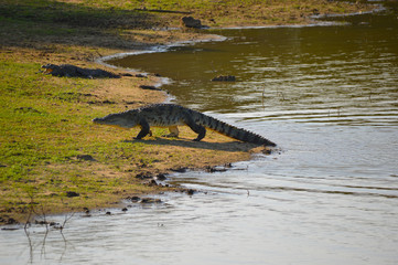 Mugger Crocodiles