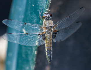Dragonfly with brown eyes and transparent wings sat down to rest