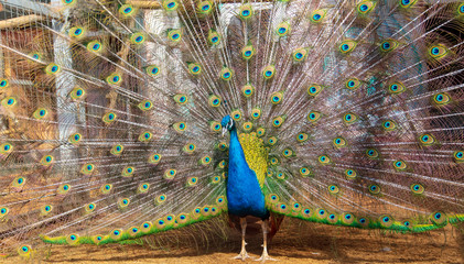 Obraz premium Portrait of a peacock in a zoo