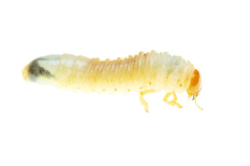 Lelome beetle on a white background