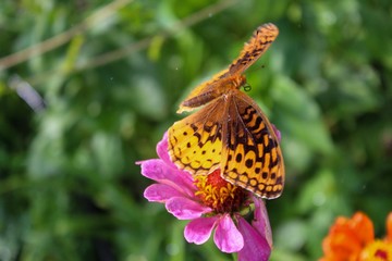Obraz premium Great Spangled Fritillary (Speyeria cybele) perched on zinnia
