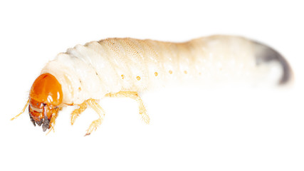 Lelome beetle on a white background