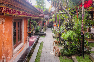 Two stray dogs walking inside the festively decorated Ubud Palace or Puri Saren Agung.