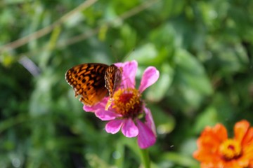 Great Spangled Fritillary (Speyeria cybele) perched on zinnia