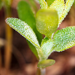 Small leaves on the plant in the ground in the spring