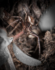 The spider sits in the ground