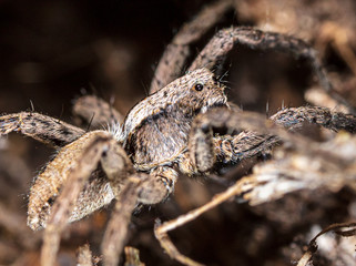 The spider sits in the ground