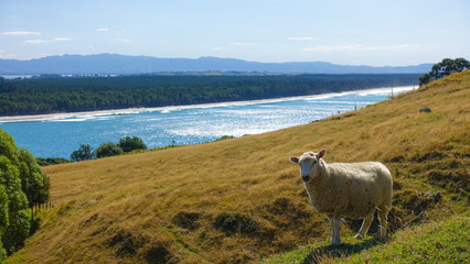 Obraz premium Maunganui mount, Tauranga, Newzealand
