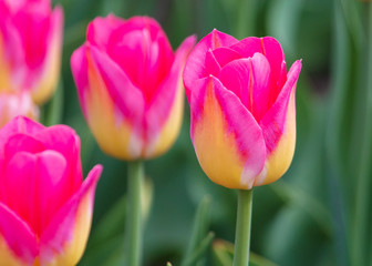 Decorative roses grow in the soil in nature