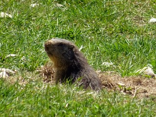 Naklejka na ściany i meble A marmot in the Italian Alps, near the town of 