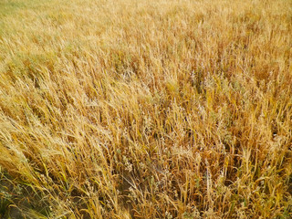 Oat field as nature background.