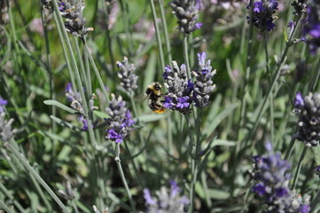Honey bee collecting pollen from lavender flowers, selective focus