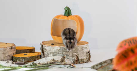 hamster in his house
