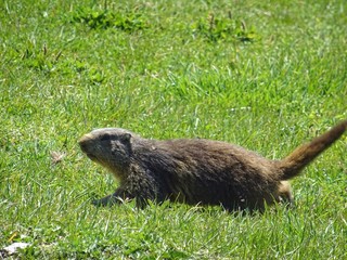A marmot in the Italian Alps, near the town of 