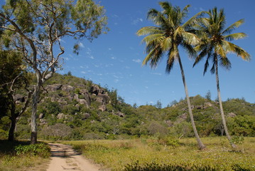 Fototapeta na wymiar Track, coconut palms and eucalyptus tree under a blue sky, Radical Bay, Magnetic Island, Queensland, Australia.