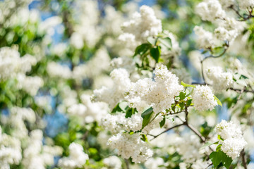 Spring branch of white blooming lilac in Central Park