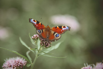 butterfly in the wild sits on a flower