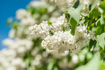 Spring branch of white blooming lilac in Central Park