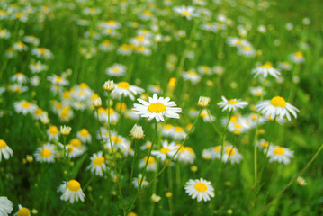 daisies in the garden in the evening in summer, Russia