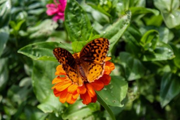 Beautiful Orange Butterfly on Zinnia