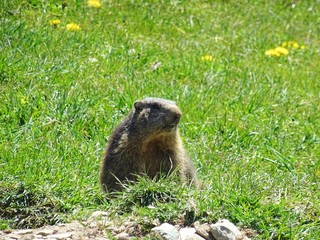 A marmot in the Italian Alps, near the town of 