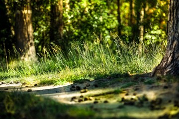 grass growing between pine trees