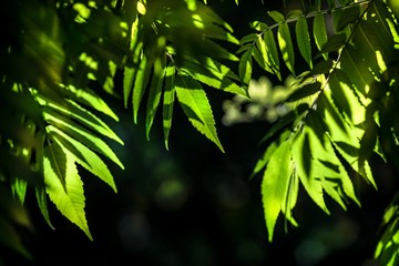 green leaves of tree