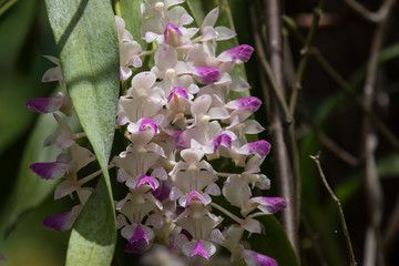 white and Pink  orchids flower