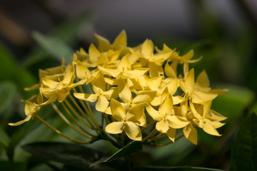 Close up of Small  Ixora flower